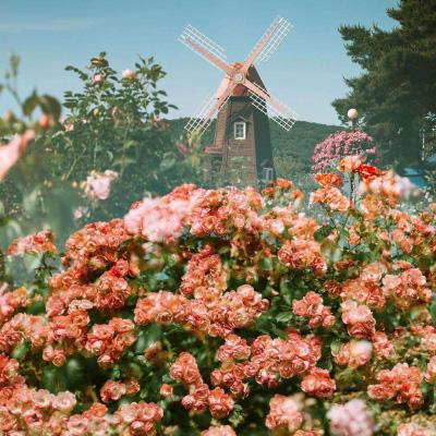 香港最准资料免费公开手机app下载